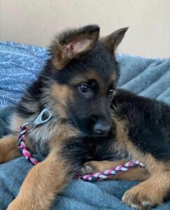 Wildler-Hallynn (1)